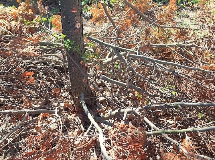 one tree after we cut down its branches