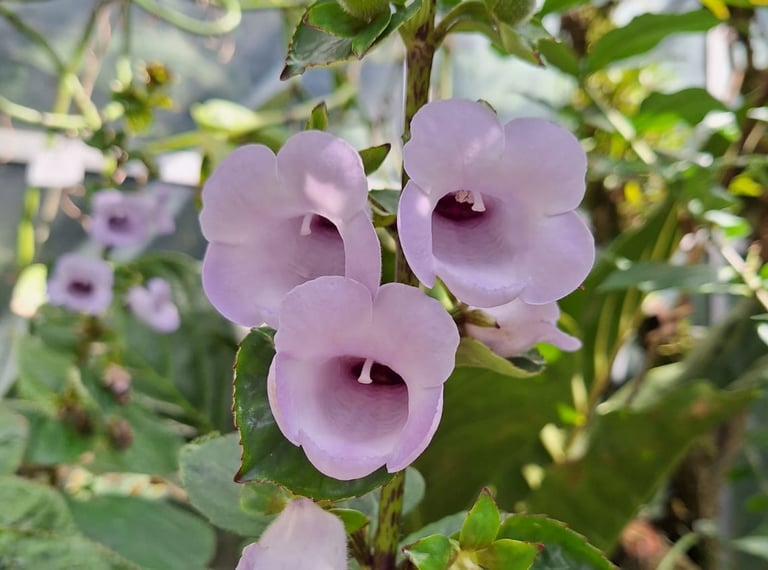 our rebloomed flowers after deadheading
