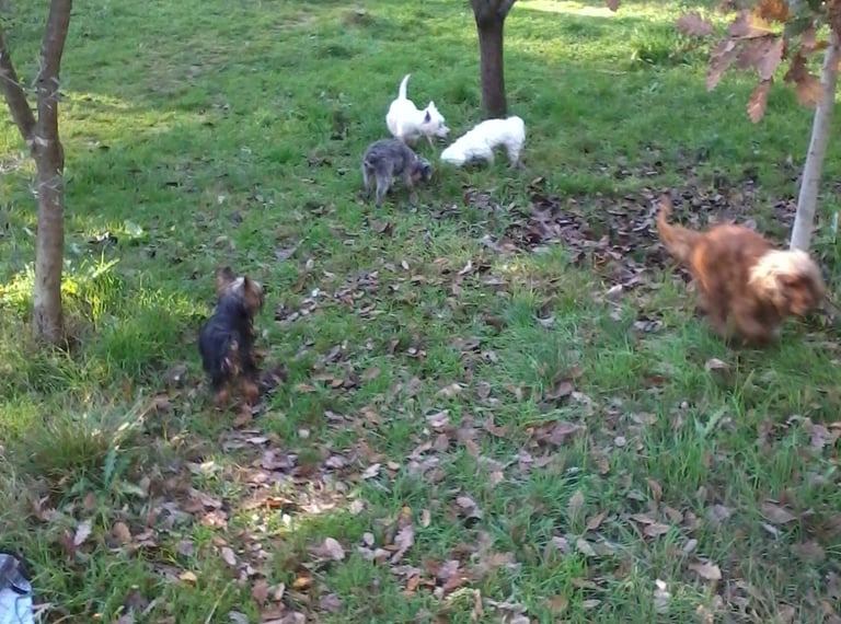 Guardería de día para perros