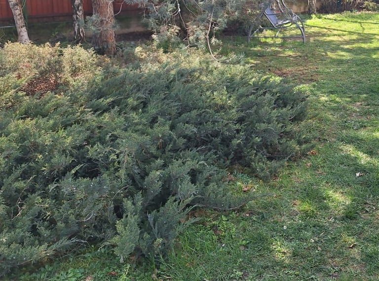 a Juniper border layout