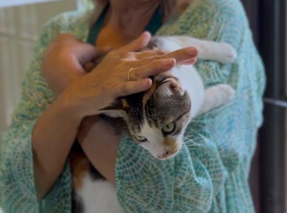 Founder Lisa gently comforting a cat at The Cat Residence Colombo — where love and trust come first.