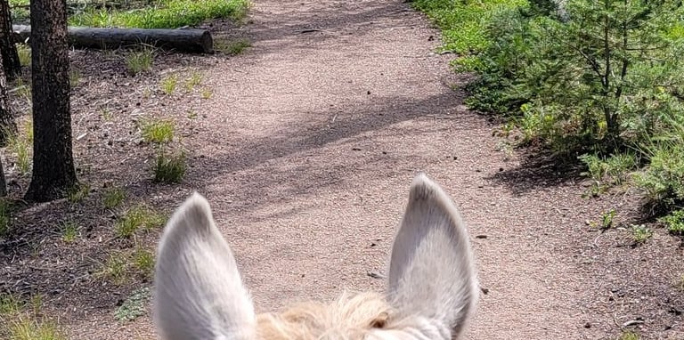 a horse is walking down a path in the woods