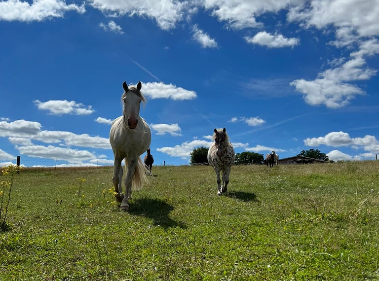 Reiten Neckarwestheim