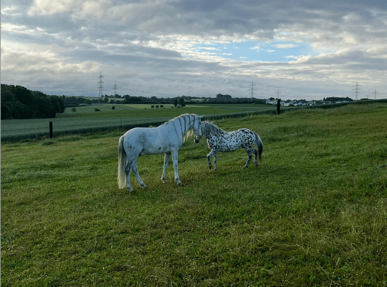 Pferd und Pony Reiten Neckarwestheim