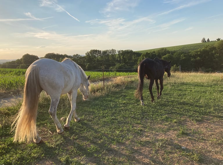 Körper und Seele Reittherapie