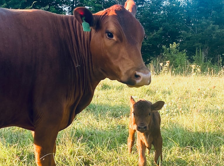 South Poll Cattle - Farm to Table Beef for sale