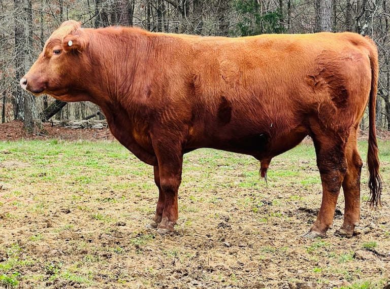 South Poll Bull and Farm to Table Beef