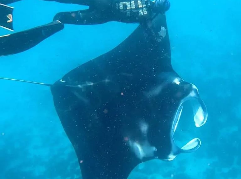 Manta Point