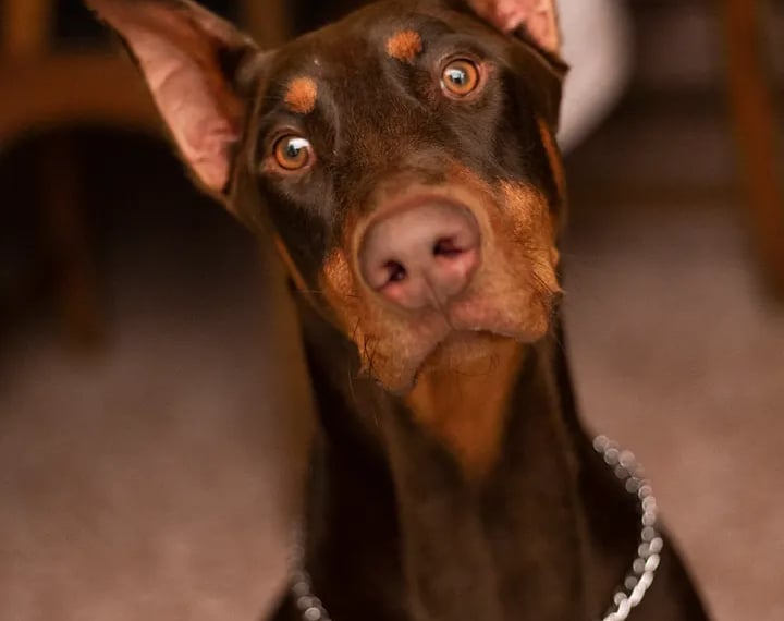 DOBERMAN PINSCHER