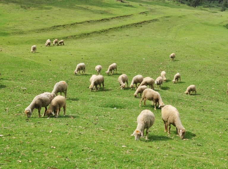 Mannavanur Sheep Farm