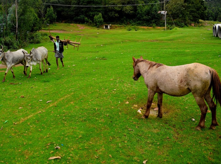 village horses poondi