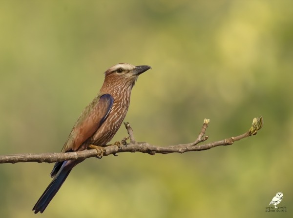 Rufous-crowned Roller perched on branch in The Gambia