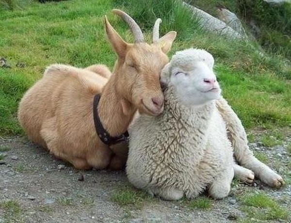 friendly lamb and goat