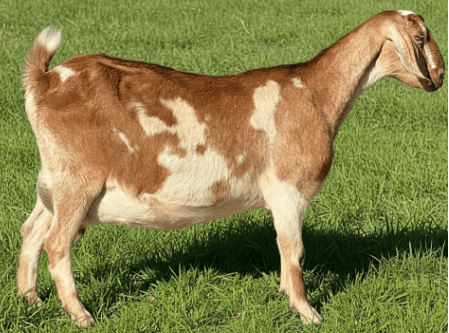 A MDGA-registered Mini Nubians Doe