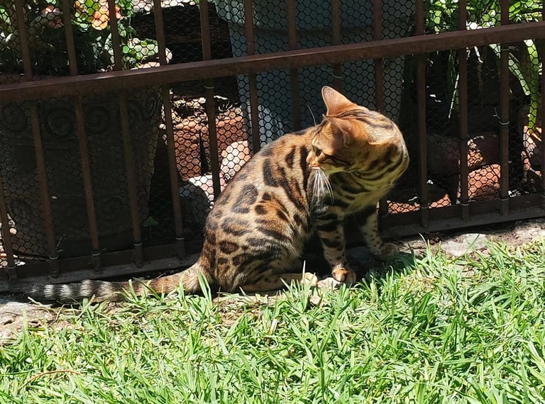 A brown spotted Bengal cat sitting on green grass by a metal fence in a sunny garden.
