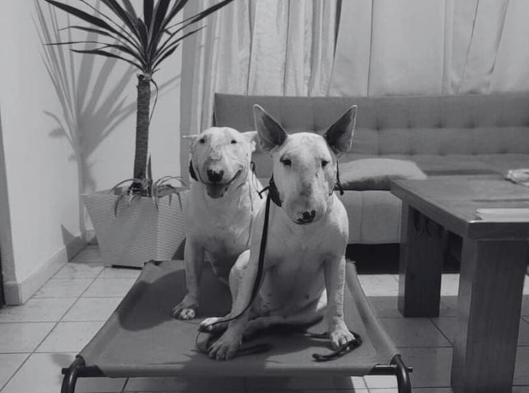 Dos Bull Terrier blancos en una cama elevada en escuela de adiestramiento en San Luis Potos
