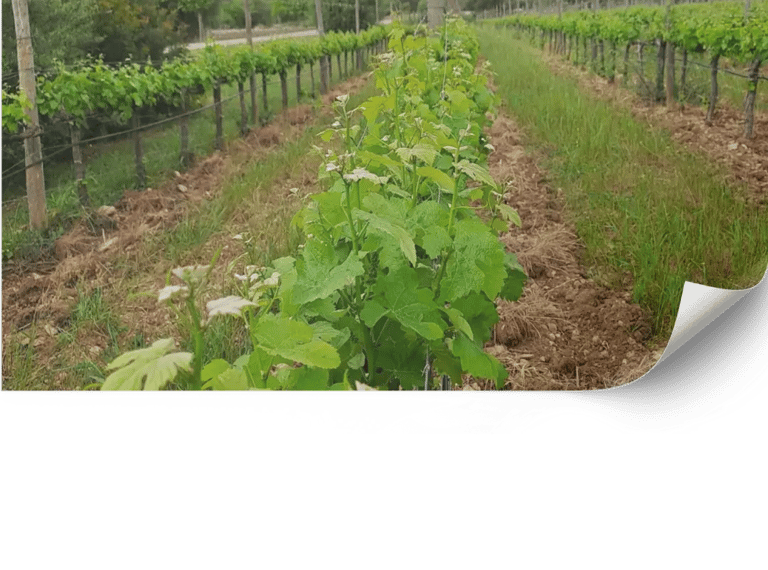 Diseño y cuidado de viñedos paisajísticos en mallorca.