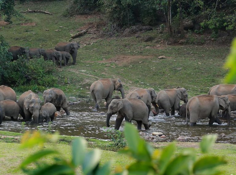 Elephants at Anakulam water stream.