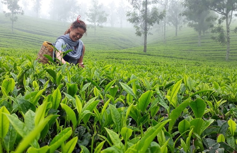 Tea leaf Plucking at Mankulam .jpg