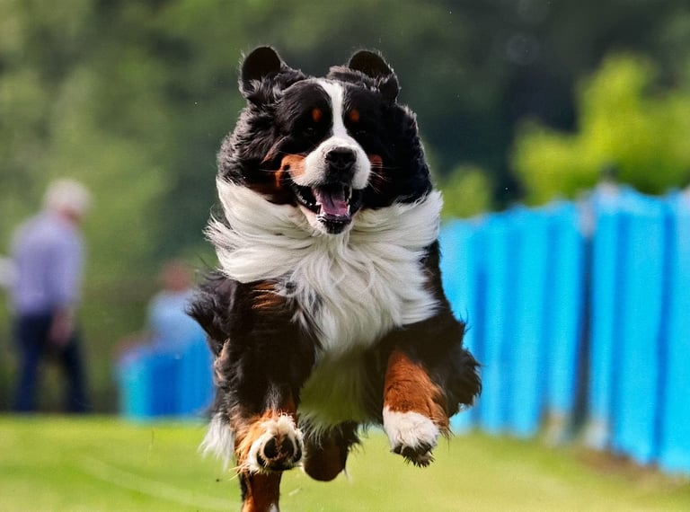 Fast CAT Bernese Mountain Dog