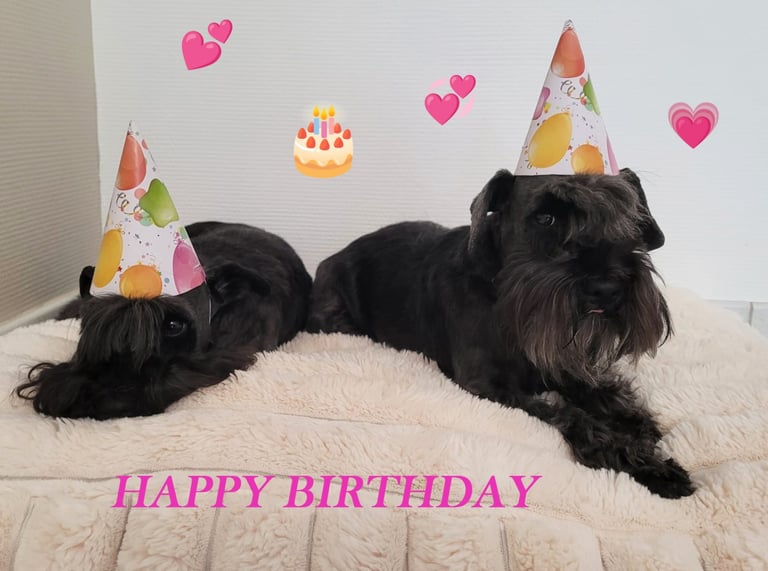 Tara et Tessie Schnauzers nains