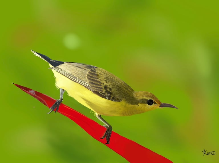 Olive Backed Sunbird with foliage in the background 