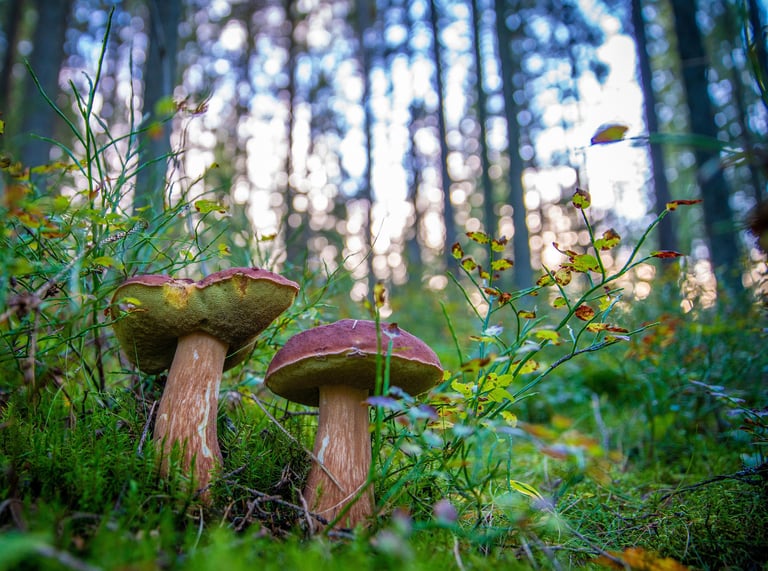 Two wild porcini mushrooms growing in a lush green forest with a sunlit background.