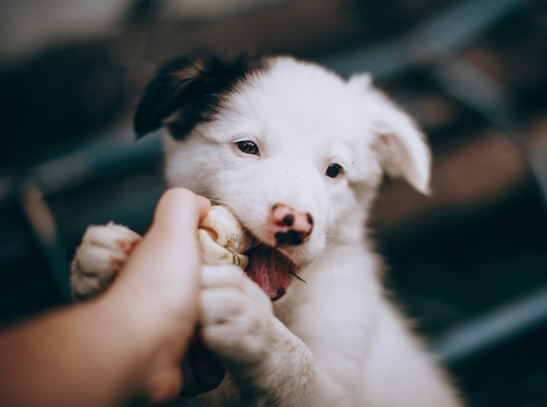 Un chiot Berger Australien faisant ses dents sur la main d'un humain