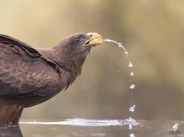 A brown hawk with a yellow beak drinks from a river with water dripping from its mouth.