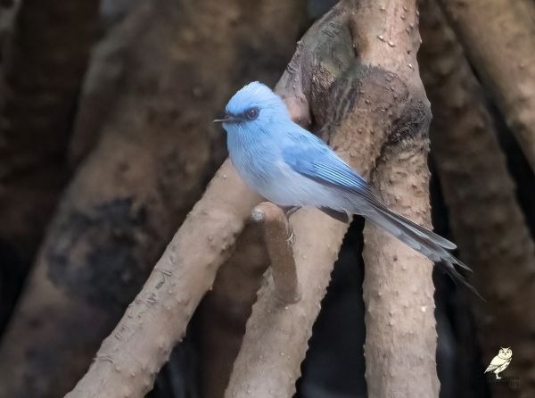 Afrikaanse blauwe vliegenvanger, een kleine helderblauwe vogel zittend op een tak.