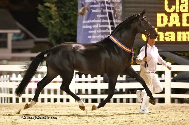 Starlight, Grand Champion, Dressage at Devon 2008