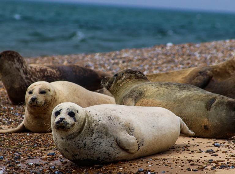 Seals Blakeney Point