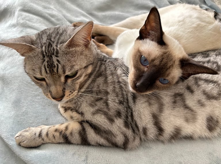 Zwei Katzen die auf einem Bett liegen.