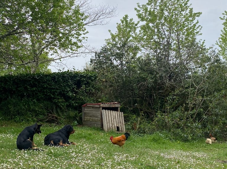 Ferme de Belon animaux CBD