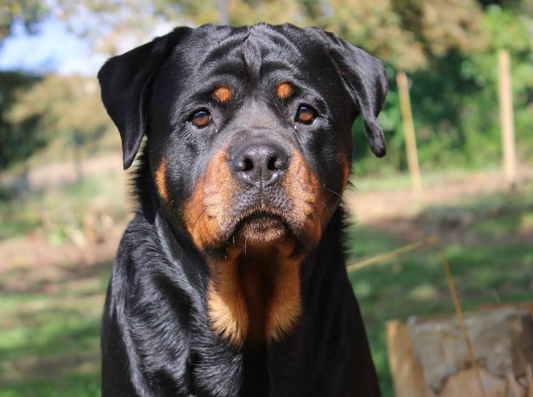 Ferme de Belon : rottweiler CBD
