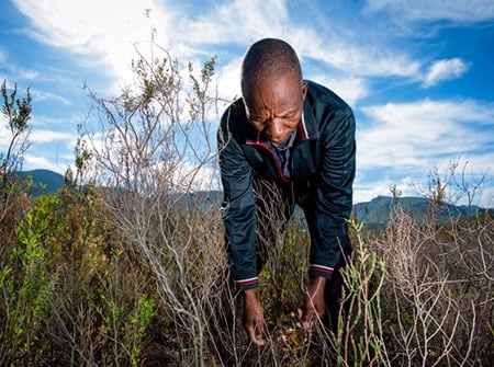 man bending down in fynbos