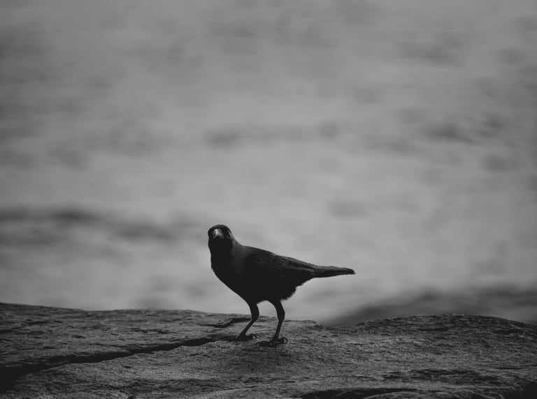 corvo preto em cima de uma pedra. fundo de uma praia com blur