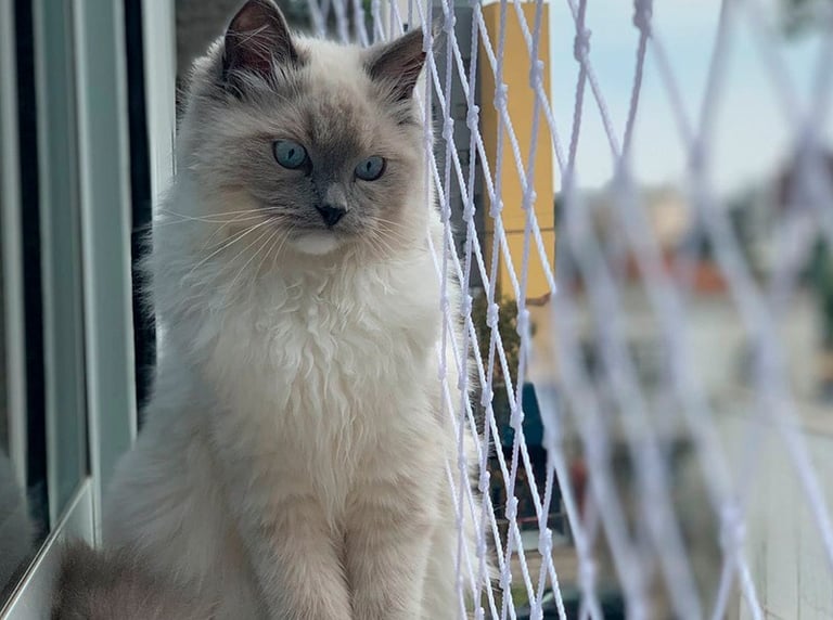 Redes de proteção para Gato