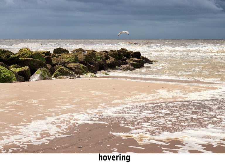 a bird flying over rocks on a beach