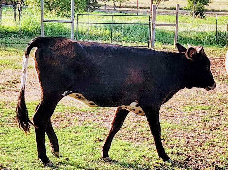 MIniature longhorn heifer for show