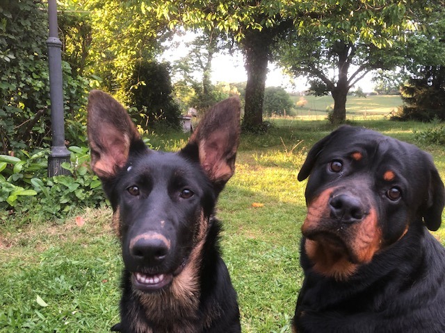 Ferme de Belon animaux CBD