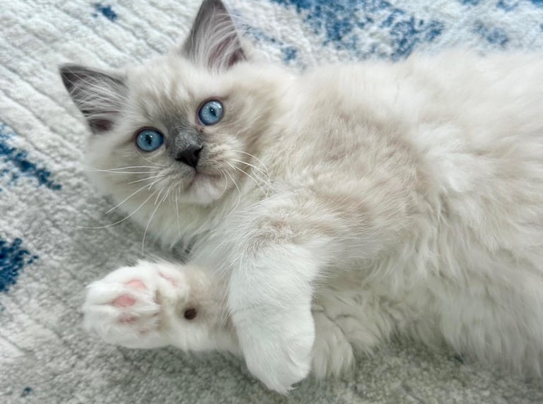 Blue Mitted Ragdoll