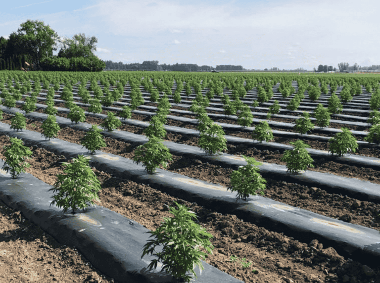 Young hemp plants growing in neatly aligned rows on a rural farmland, showing early-stage industrial