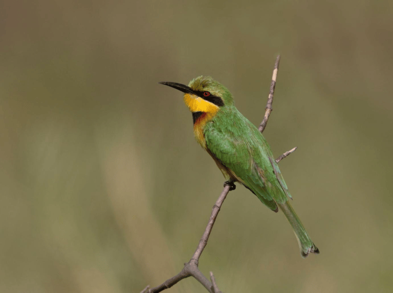 Kleine Groene Bijeneter (Merops pusillus) op een tak bij een wetland in Gambia.