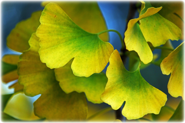 a close up of a tree with yellow ginkgo leaves