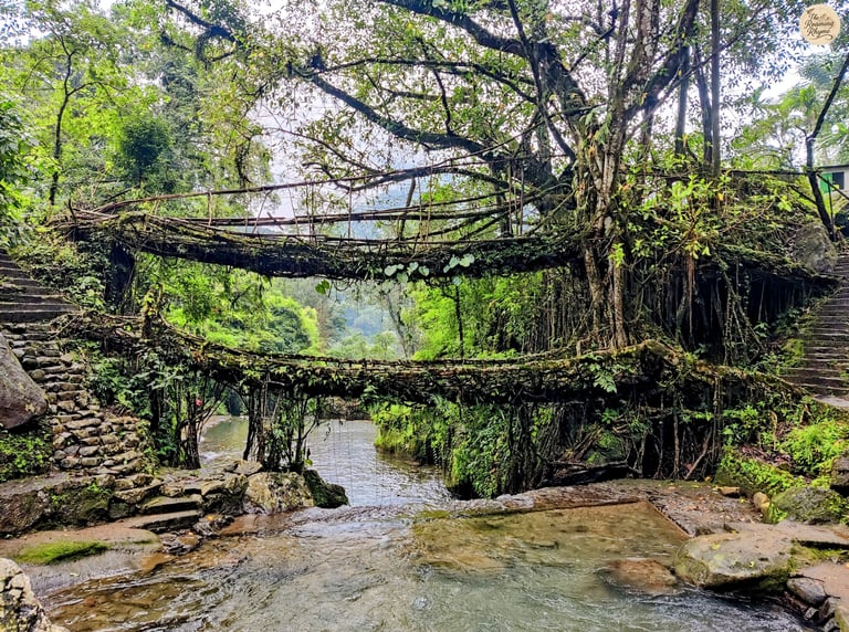 Double Decker Bridge – A Twin-Layered Marvel Grown from Roots
