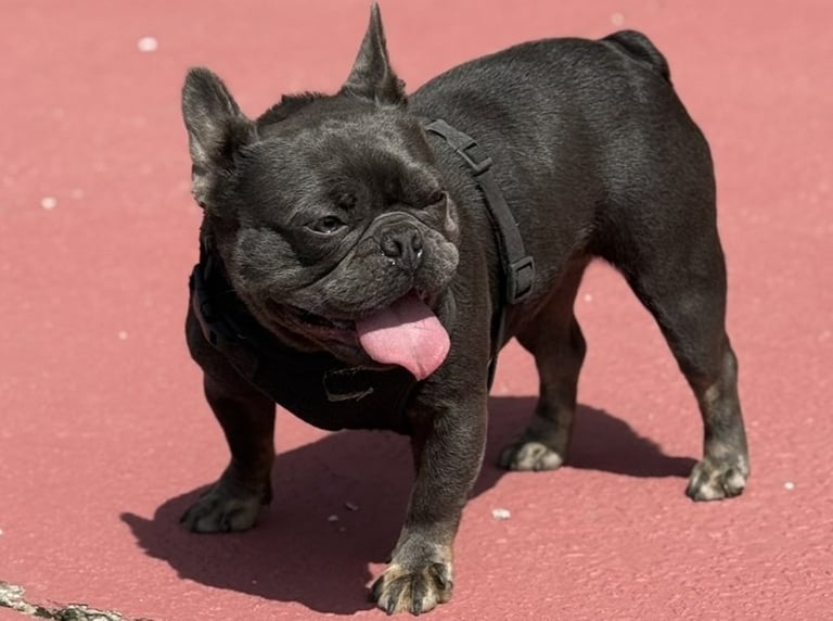 A small black French Bulldog wearing a harness stands on a red surface with its tongue out.