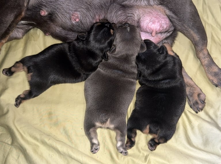 Three newborn French Bulldog puppies nursing from their mother on a soft tan blanket.