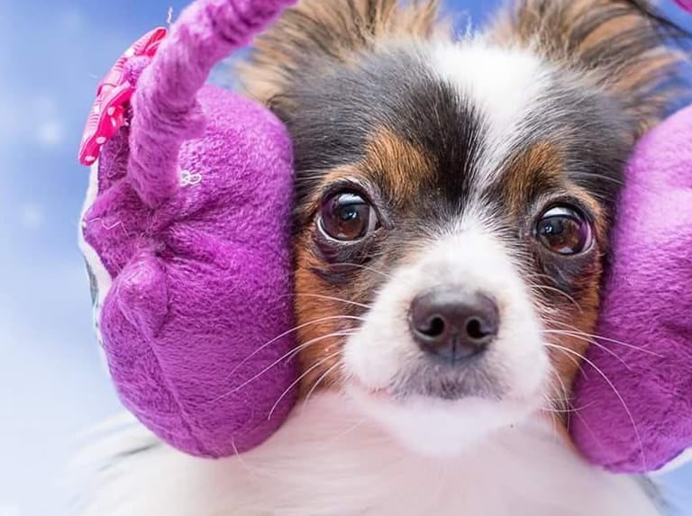 Individuelles Hundetraining: Borkheide, Beelitz, Treuenbrietzen, Michendorf, Werder, Kloster Lehnin