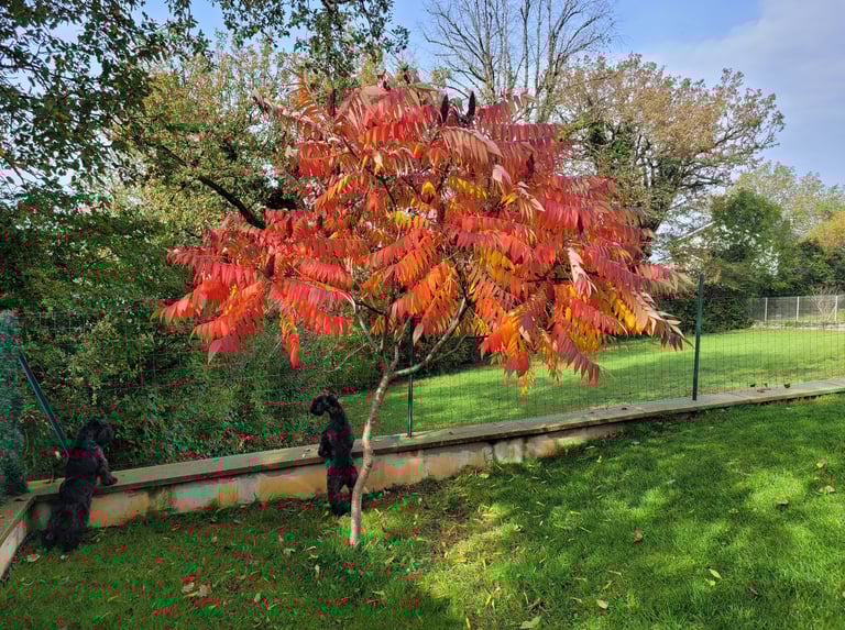 L'automne est là 